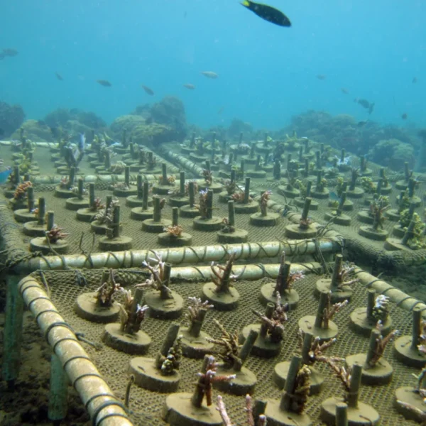 4 Days/Week Community-Led Coral Reef Restoration Program in Gili Nanggu