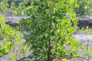 Mangrove Planting in West Lombok (2) Mangrove Planting in West Lombok (2)