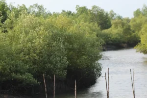 Mangrove Planting in West Lombok (3) Mangrove Planting in West Lombok (3)
