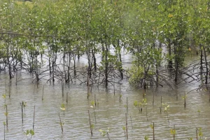 Mangrove Planting in West Lombok (4) Mangrove Planting in West Lombok (4)