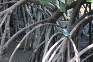 Mangrove Planting in West Lombok (5) Mangrove Planting in West Lombok (5)