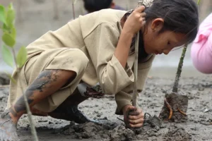 Mangrove Planting in West Lombok (8)