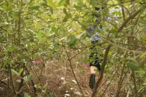 Stingless Beekeeping In West Lombok’s Mangrove (4) Stingless Beekeeping In West Lombok’s Mangrove (4)
