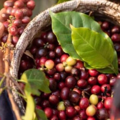 cover Coffee Post – Harvest