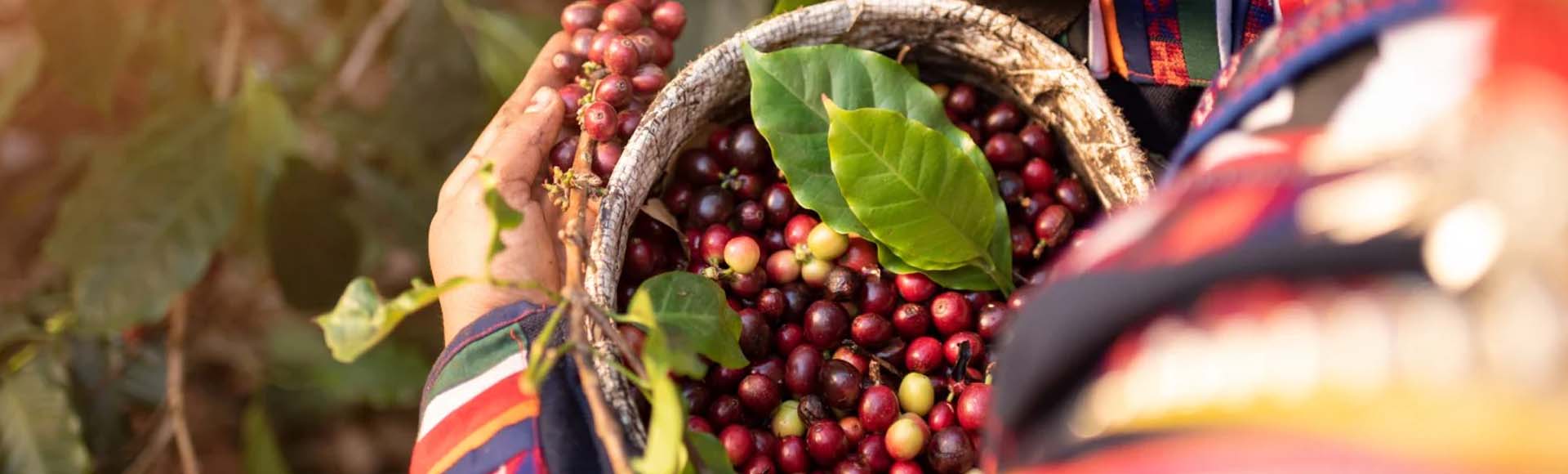 cover Coffee Post – Harvest