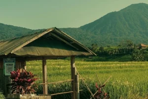 Bali-9