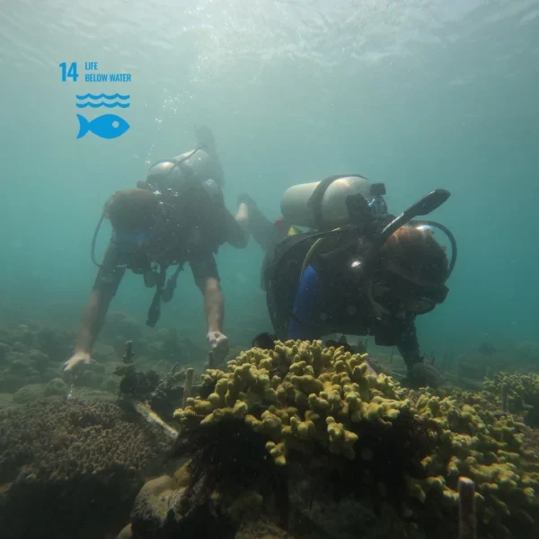 4 Days/Week Community-Led Coral Reef Restoration Program in Gili Nanggu