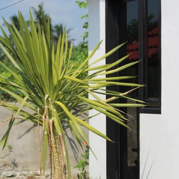 Bagek Kembar Mini Cabin West Lombok (3x6m)