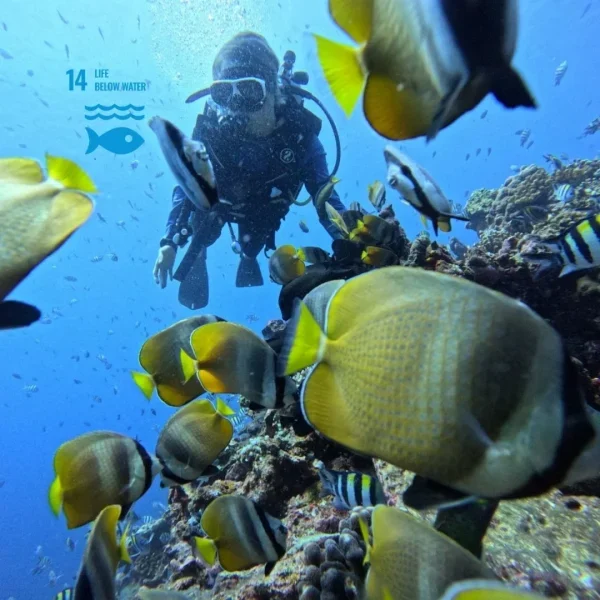PADI Open Water Diver Certification in Gili Trawangan Lombok